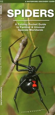 Spiders: A Folding Pocket Guide to Familiar Species Worldwide