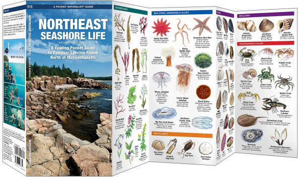 Northeast Seashore Life, 2nd Ed
