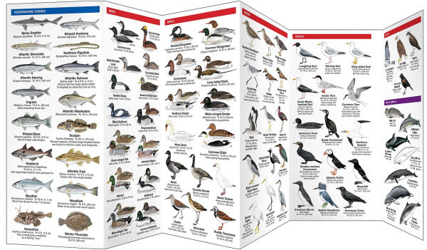 Northeast Seashore Life, 2nd Ed