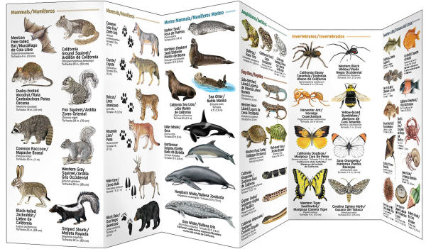 Angeles Wildlife/Vida Silvestre de Los Angeles