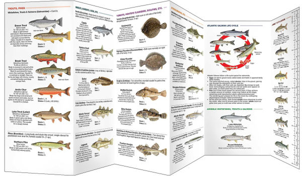 Newfoundland & Labrador Fishes