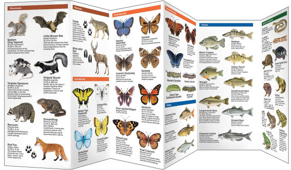 Washington DC Wildlife