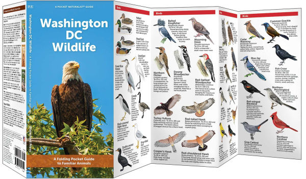 Washington DC Wildlife