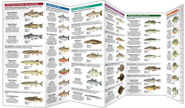 Maine Freshwater Fishes