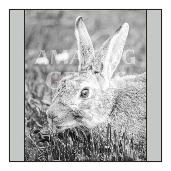 Amazing Grays #3: A Grayscale Adult Coloring Book with 50 Fine Photos of People, Places, Pets, Plants & More