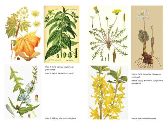 Secret Medicines From Your Garden Plants For Healing