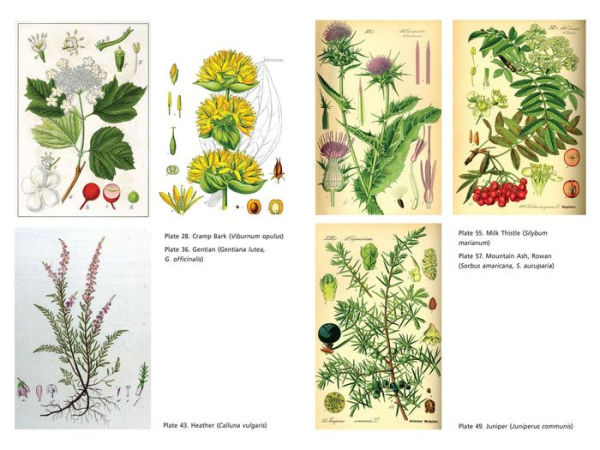 Secret Medicines from Your Garden: Plants for Healing, Spirituality, and Magic