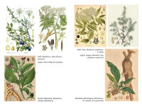Alternative view 2 of The Sacred Herbs of Samhain: Plants to Contact the Spirits of the Dead