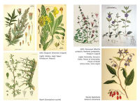 Alternative view 4 of The Sacred Herbs of Samhain: Plants to Contact the Spirits of the Dead