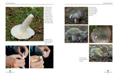 Alternative view 11 of Mushrooming with Confidence: A Guide to Collecting Edible and Tasty Mushrooms