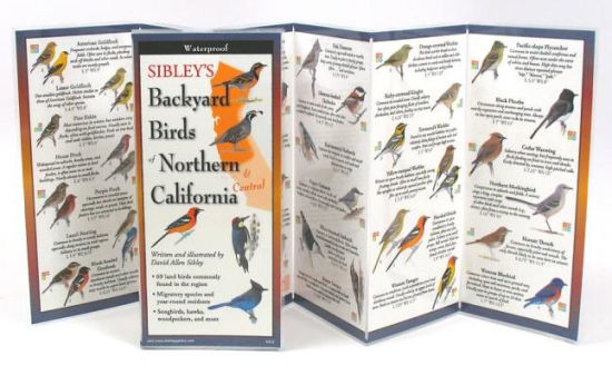 Sibley S Backyard Birds Of Northern California By David Allen