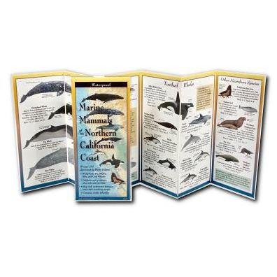 Marine Mammals of Northern & Central California