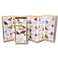 Title: Common Butterflies of California, Author: Rick Cech