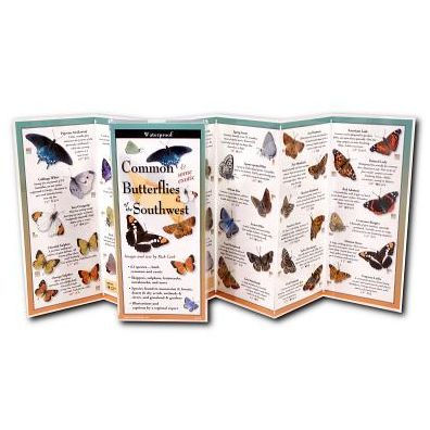 Common Butterflies of the Southwest