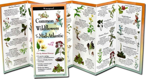 Common Wildflowers of the Mid-Atlantic