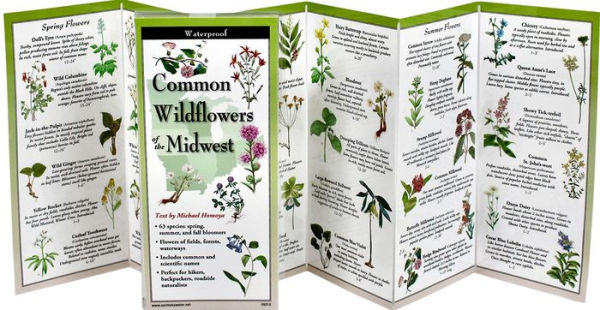 Common Wildflowers of the Midwest