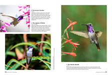 Alternative view 12 of Birds & Blooms Ultimate Guide to Hummingbirds: Discover the wonders of one of nature's most magical creatures