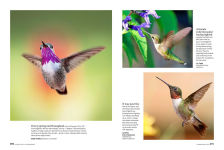 Alternative view 14 of Birds & Blooms Ultimate Guide to Hummingbirds: Discover the wonders of one of nature's most magical creatures
