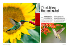 Alternative view 3 of Birds & Blooms Ultimate Guide to Hummingbirds: Discover the wonders of one of nature's most magical creatures