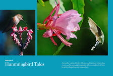 Alternative view 7 of Birds & Blooms Ultimate Guide to Hummingbirds: Discover the wonders of one of nature's most magical creatures
