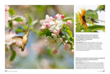 Alternative view 9 of Birds & Blooms Ultimate Guide to Hummingbirds: Discover the wonders of one of nature's most magical creatures