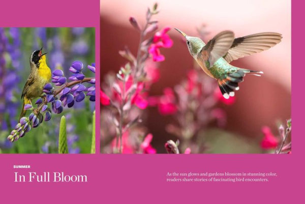 Birds & Blooms Everyday Birdwatching Stories: Encounters with feathered friends in every season