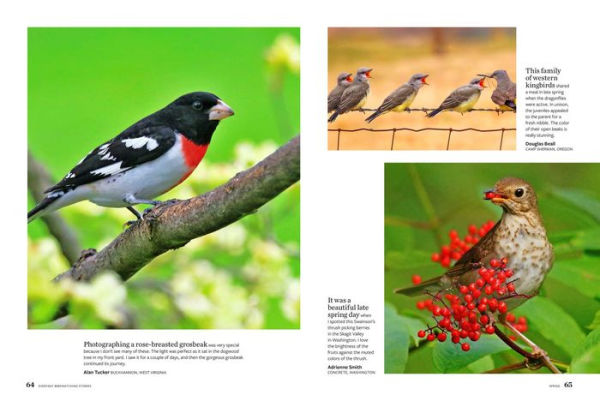 Birds & Blooms Everyday Birdwatching Stories: Encounters with feathered friends in every season