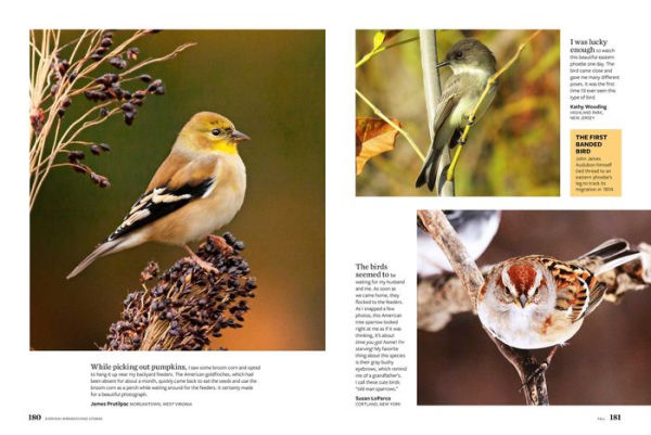 Birds & Blooms Everyday Birdwatching Stories: Encounters with feathered friends in every season