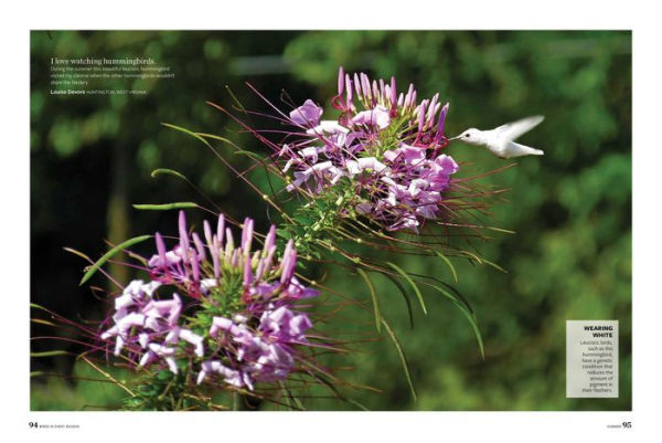 Birds & Blooms Every Season: Cherish the Feathered Flyers Your Yard All Year Long