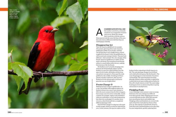 Birds & Blooms Every Season: Cherish the Feathered Flyers Your Yard All Year Long