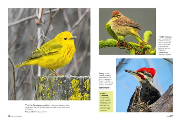 Birds & Blooms Every Season: Cherish the Feathered Flyers Your Yard All Year Long