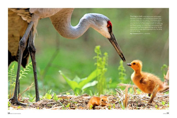 Birds & Blooms Every Season: Cherish the Feathered Flyers Your Yard All Year Long