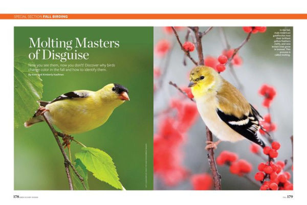 Birds & Blooms Every Season: Cherish the Feathered Flyers Your Yard All Year Long