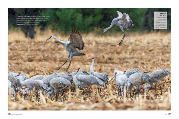 Birds & Blooms Every Season: Cherish the Feathered Flyers Your Yard All Year Long