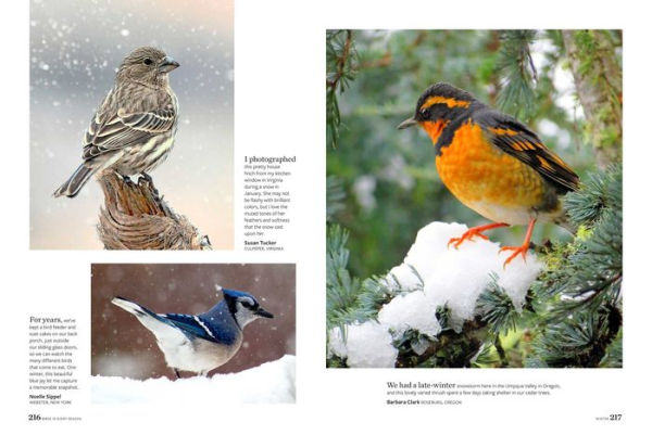 Birds & Blooms Every Season: Cherish the Feathered Flyers Your Yard All Year Long