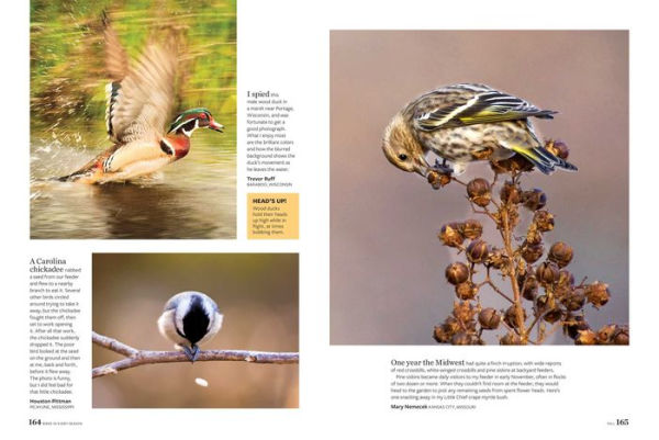 Birds & Blooms Every Season: Cherish the Feathered Flyers Your Yard All Year Long