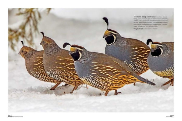 Birds & Blooms Every Season: Cherish the Feathered Flyers Your Yard All Year Long