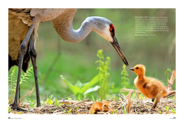 Birds & Blooms Every Season: Cherish the Feathered Flyers Your Yard All Year Long