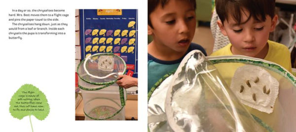 Butterflies in Room 6: See How They Grow