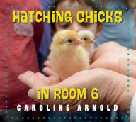 Download free epub books online Hatching Chicks in Room 6 by Caroline Arnold 9781623542689 DJVU MOBI PDF English version