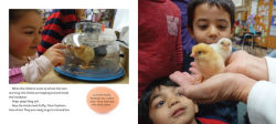 Alternative view 4 of Hatching Chicks in Room 6