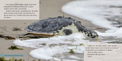 Alternative view 2 of Turtles Heading Home!