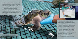 Alternative view 3 of Turtles Heading Home!