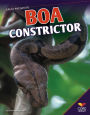 Boa Constrictor