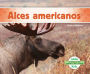 Alces americanos (Moose)