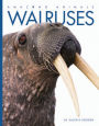 Walruses (Amazing Animals Series)