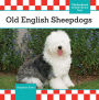 Old English Sheepdogs