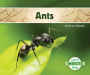 Ants