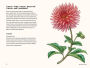 Alternative view 4 of Dahlias: A Little Book of Flowers