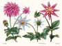 Alternative view 6 of Dahlias: A Little Book of Flowers
